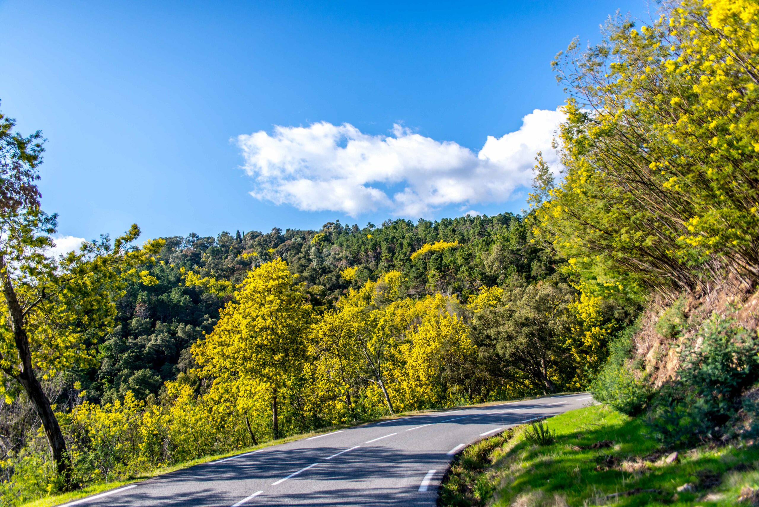 Route du Mimosa Massif du Tanneron